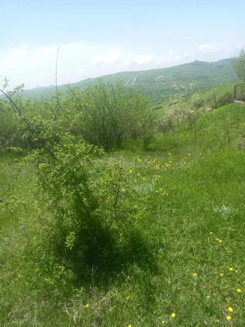 Satılır Torpaq 50 sot Şamaxı - şəkil 4