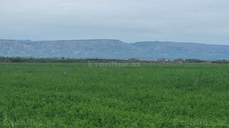 Satılır Torpaq 13000 sot Ağsu - şəkil 2
