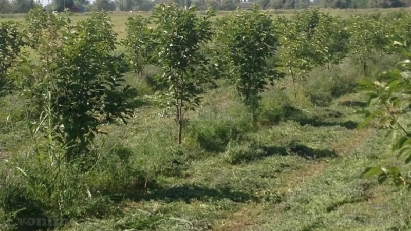 Satılır Torpaq 149 sot Bərdə