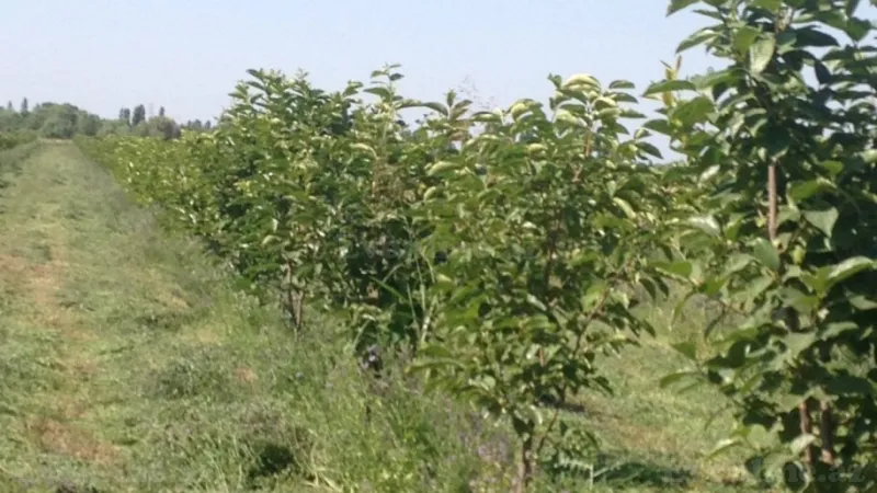 Satılır Torpaq 149 sot Bərdə - şəkil 4