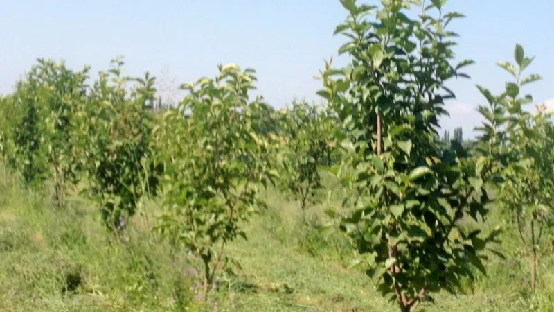 Satılır Torpaq 149 sot Bərdə - şəkil 5