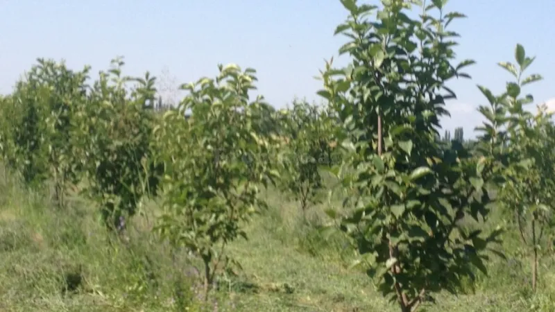 Satılır Torpaq 149 sot Bərdə - şəkil 8