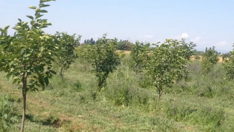 Satılır Torpaq 149 sot Bərdə - şəkil 9