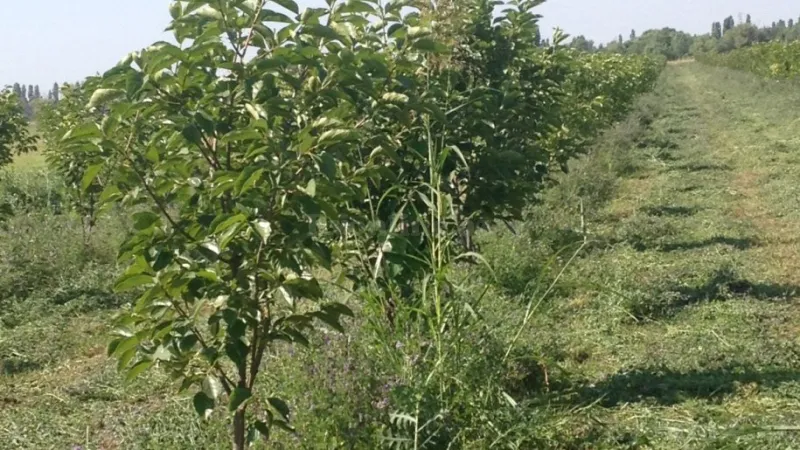 Satılır Torpaq 149 sot Bərdə - şəkil 12