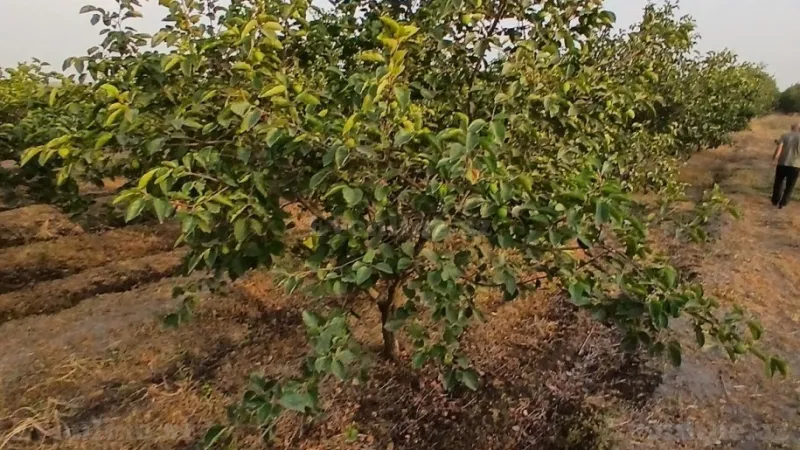 Satılır Torpaq 149 sot Bərdə - şəkil 19