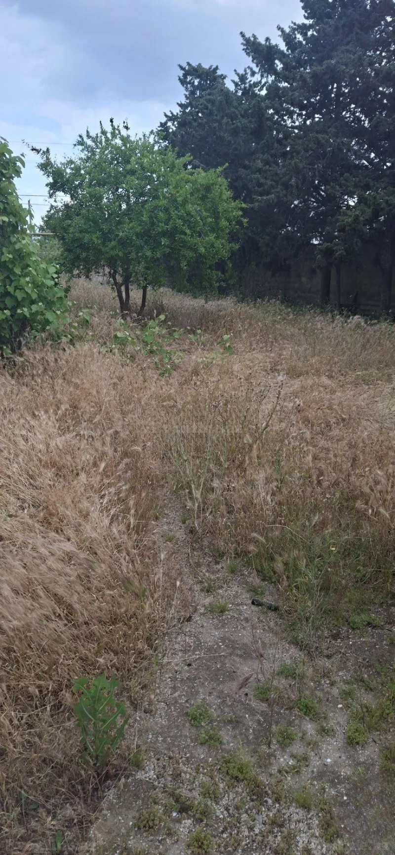 Satılır Torpaq 24 sot Bilgəh - şəkil 4