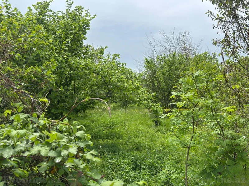 Satılır Torpaq 9 sot Qusar - şəkil 4