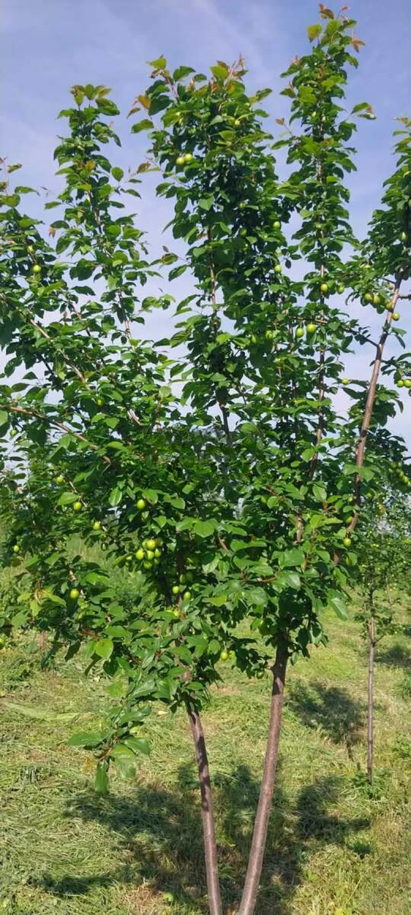 Satılır Torpaq 90 sot Qax - şəkil 2