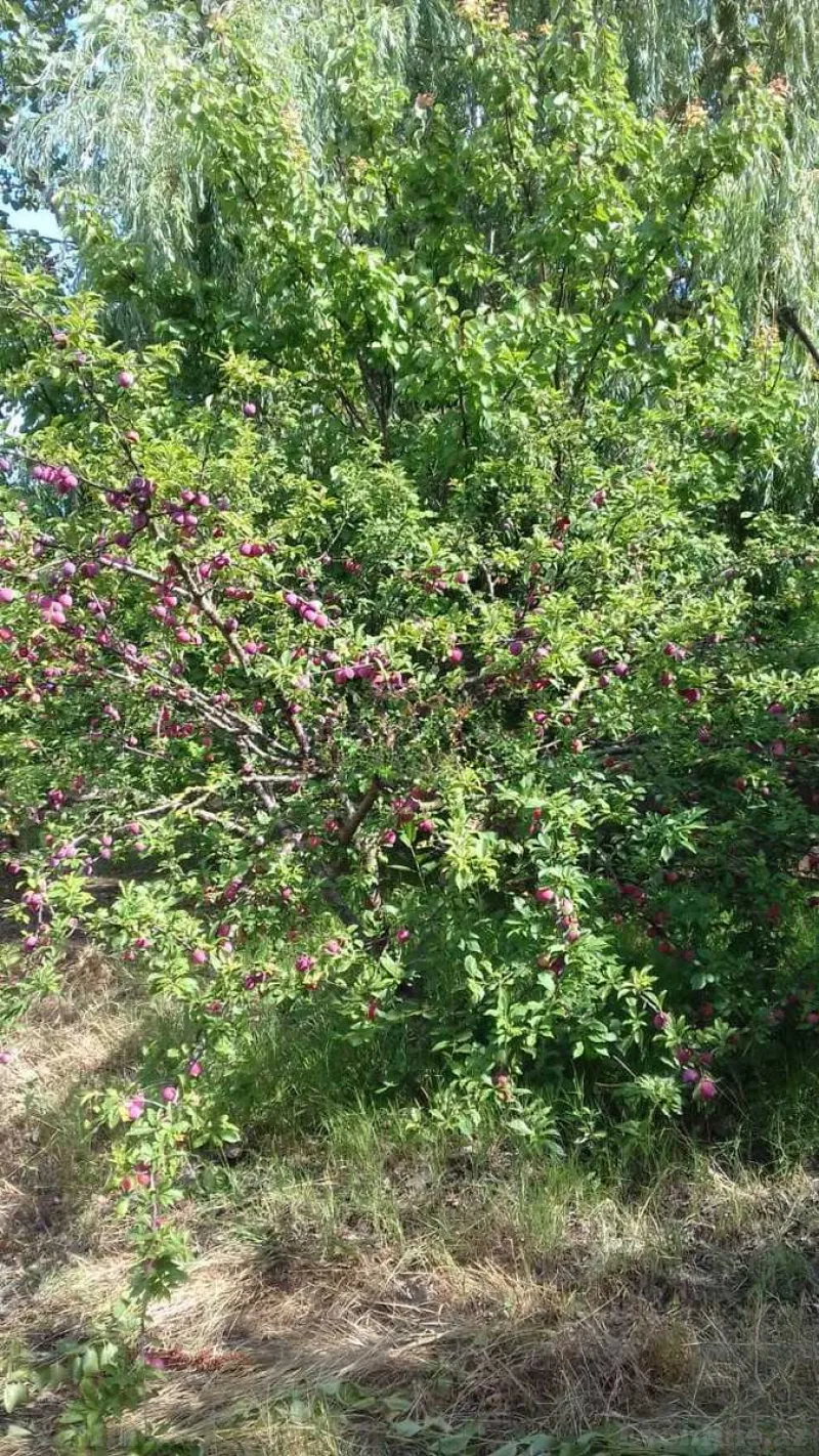 Satılır 5 otaqlı Həyət evi 100 m² Xaçmaz - şəkil 9