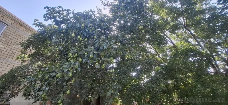 Satılır Torpaq 10 sot Mehdiabad - şəkil 3