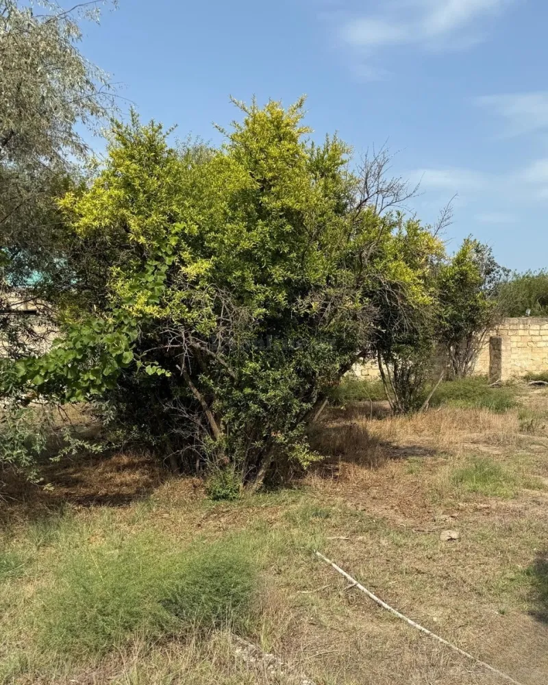 Satılır Torpaq 25 sot Novxanı - şəkil 15