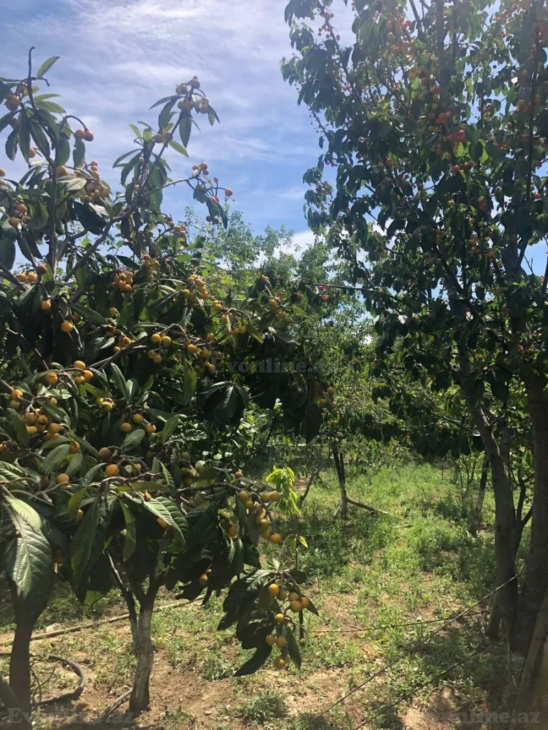 Satılır Torpaq 8 sot Saray - şəkil 17