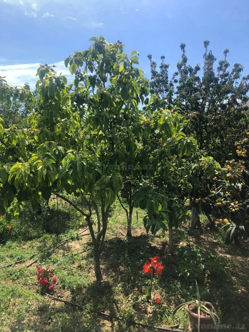 Satılır Torpaq 8 sot Saray - şəkil 20