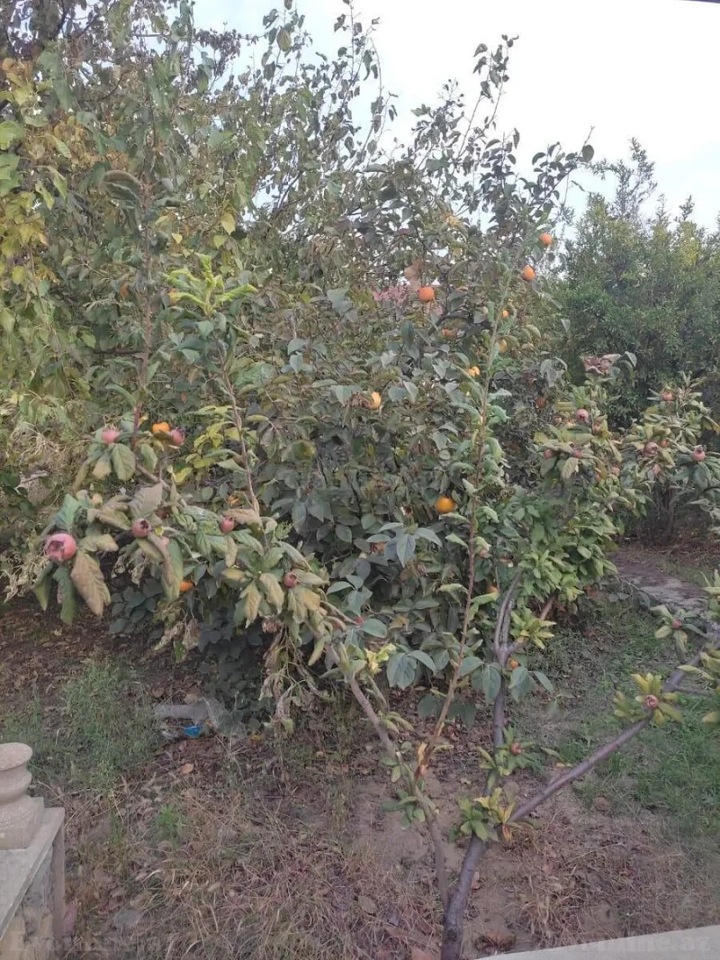 Satılır 4 otaqlı Həyət evi 200 m² Görədil - şəkil 8
