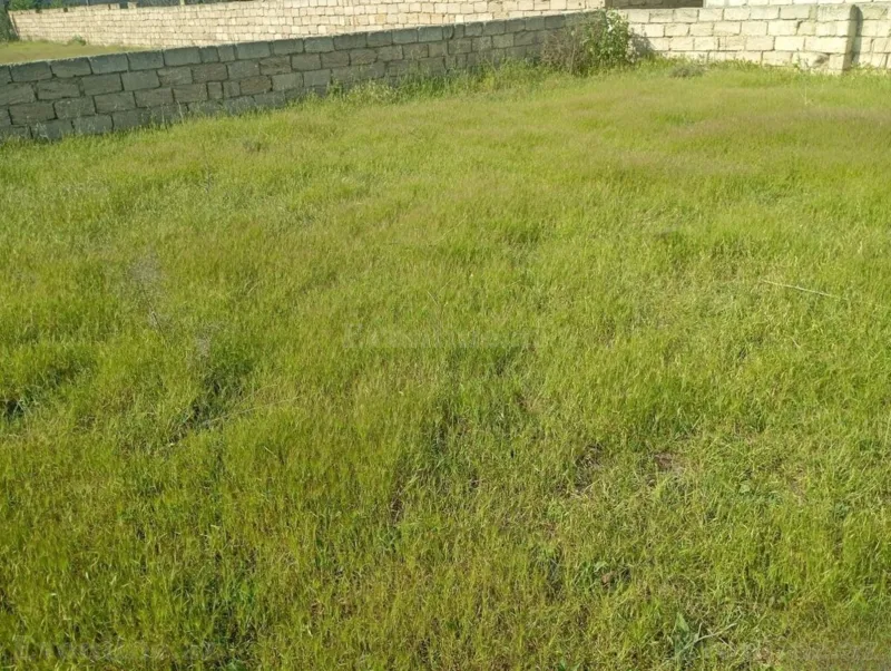 Satılır Torpaq 4 sot Nardaran - şəkil 2
