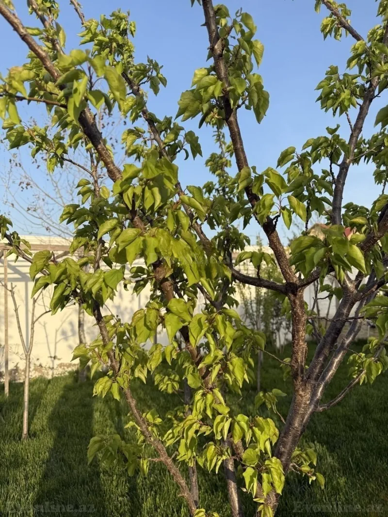 Satılır 4 otaqlı Həyət evi 120 m² Novxanı - şəkil 22