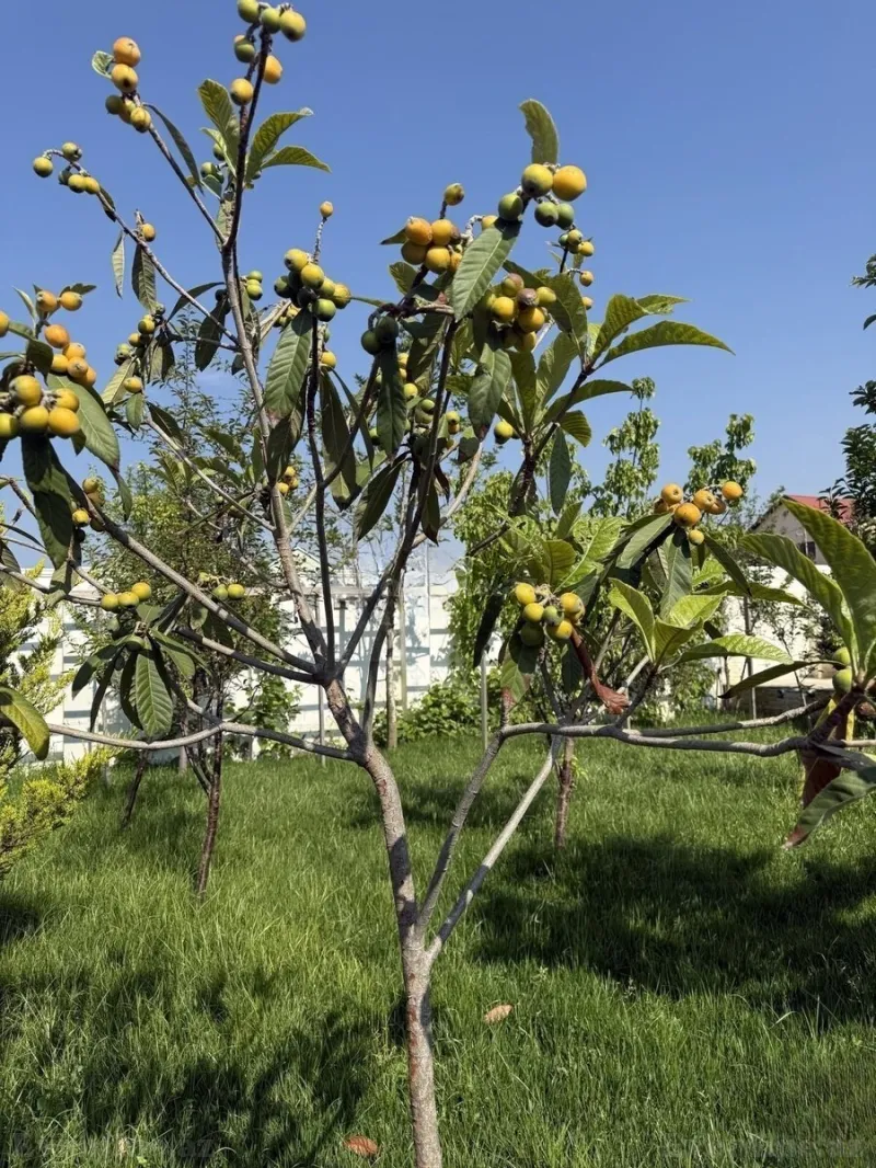 Satılır 4 otaqlı Həyət evi 120 m² Novxanı - şəkil 24