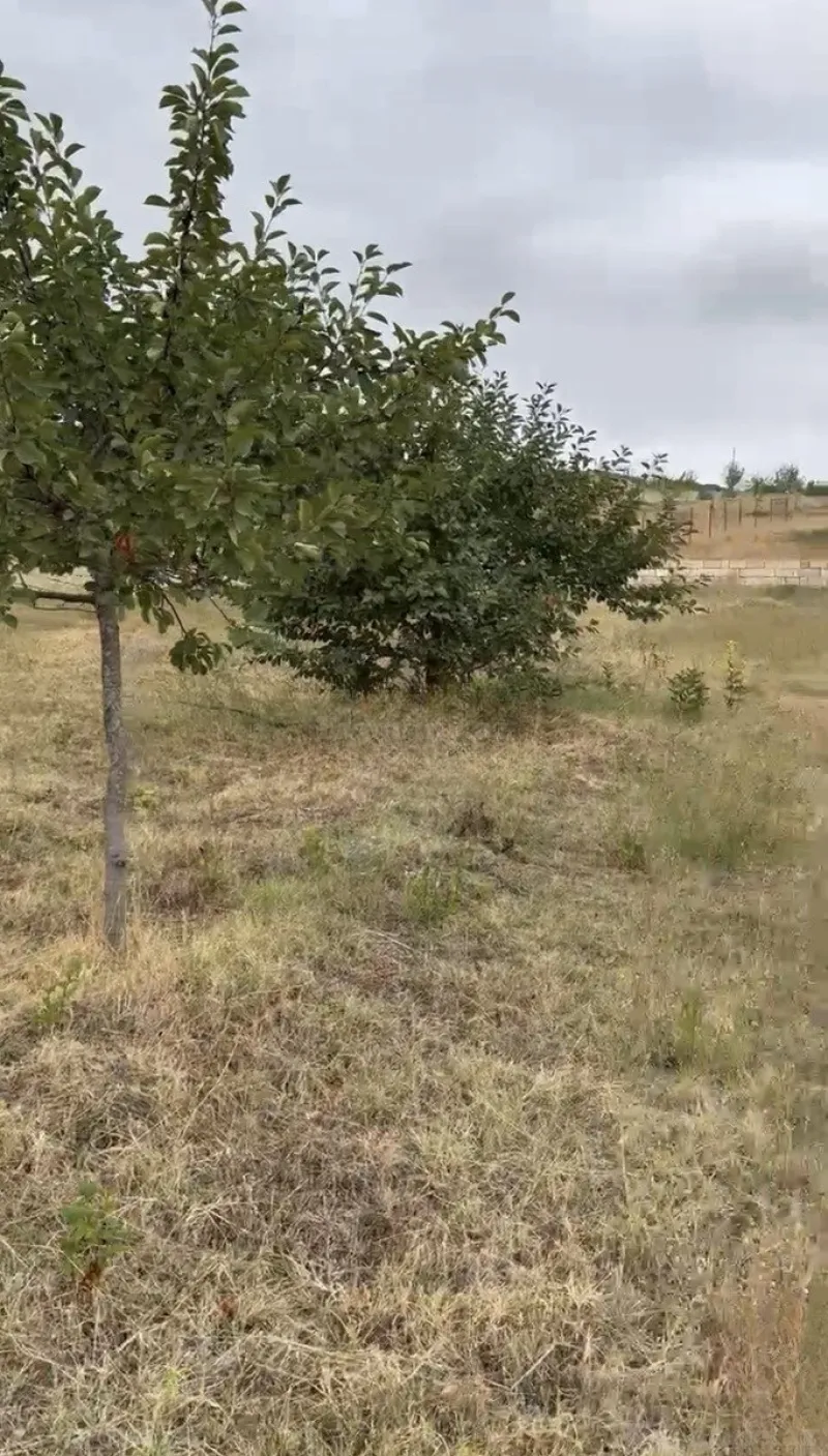 Satılır Torpaq 12 sot Şamaxı - şəkil 2