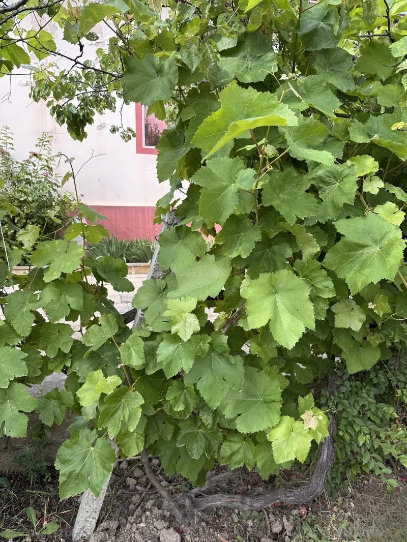 Satılır 3 otaqlı Həyət evi 189 m² Qobustan - şəkil 5