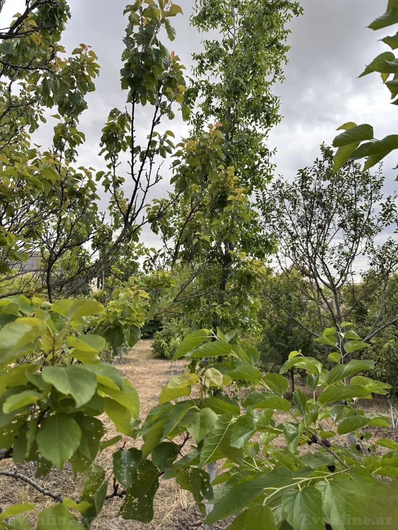 Satılır 3 otaqlı Həyət evi 189 m² Qobustan - şəkil 7
