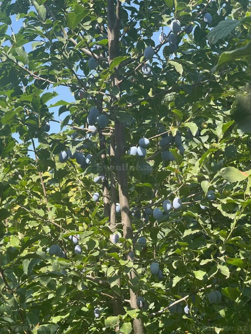 Satılır Torpaq 8 sot Quba