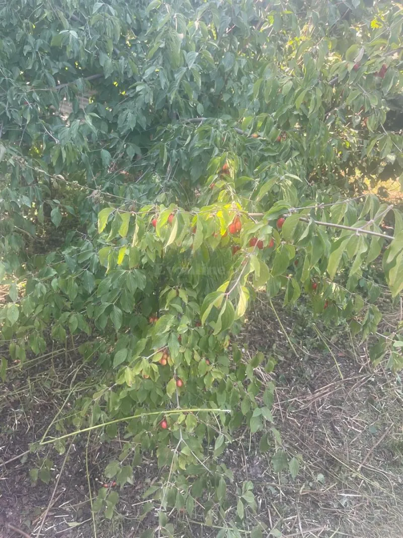 Satılır Torpaq 8 sot Quba - şəkil 2