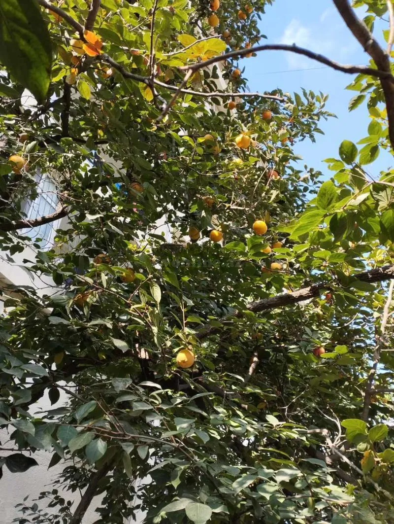 Kirayə verilir 4 otaqlı Mənzil Köhnə tikili 120 m² İnşaatçılar m. - şəkil 20