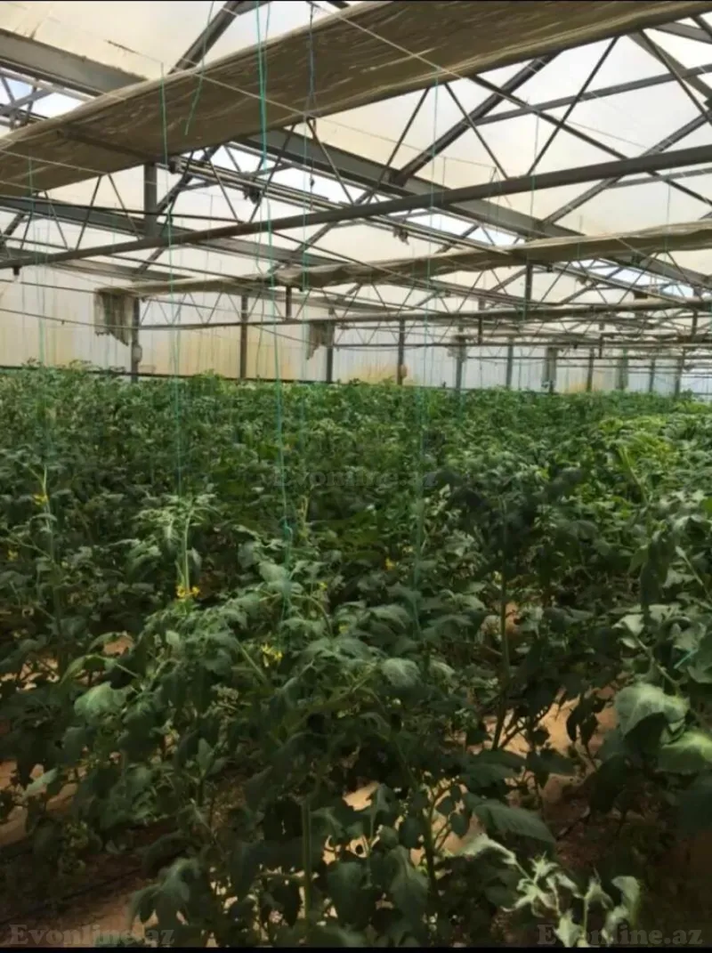 Satılır Obyekt 3000 m² Türkan - şəkil 4