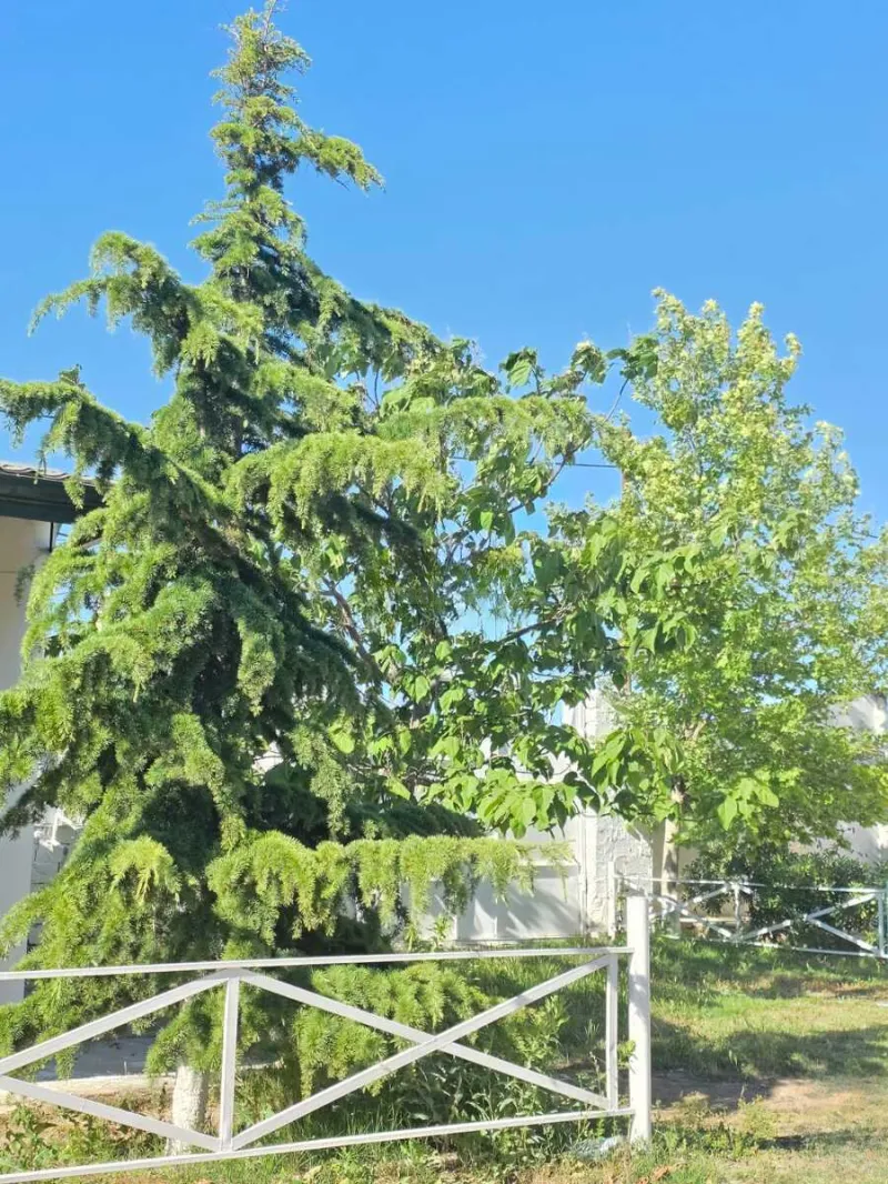 Satılır Obyekt 3000 m² Türkan - şəkil 23