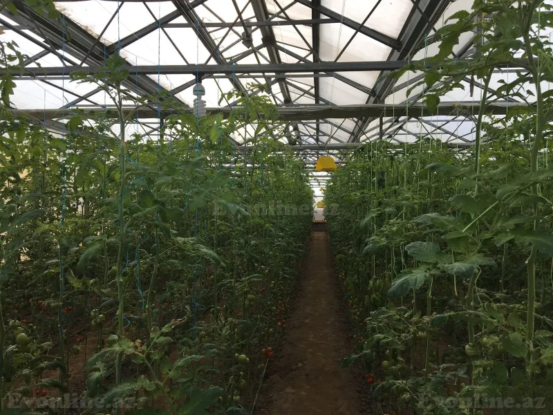 Satılır Obyekt 3000 m² Türkan - şəkil 28