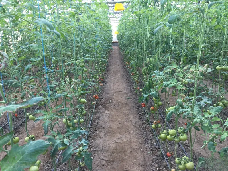 Satılır Obyekt 3000 m² Türkan - şəkil 29