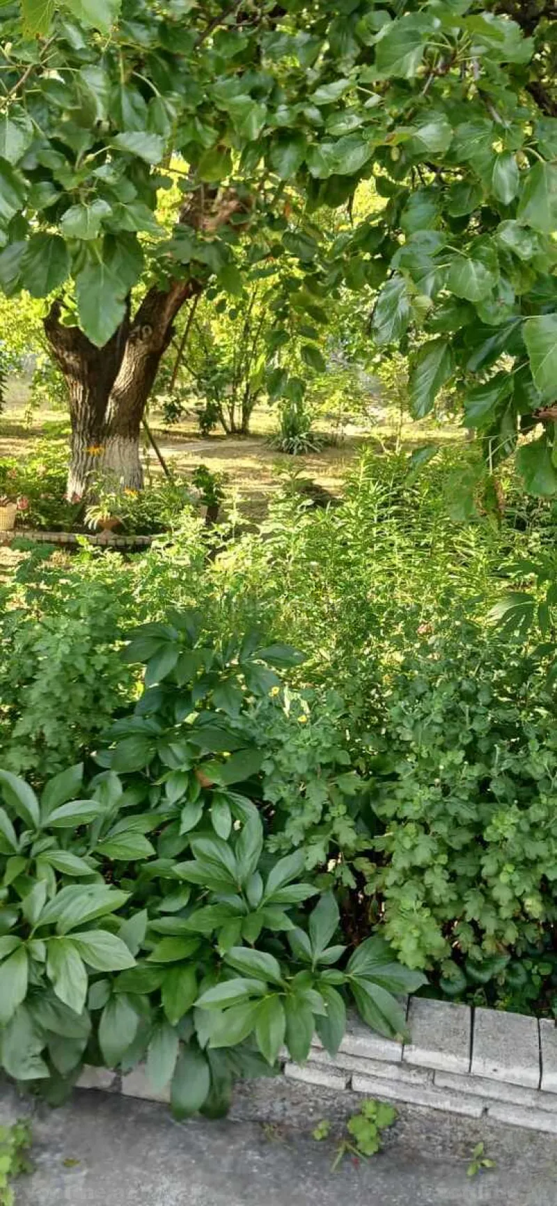 Kirayə verilir 3 otaqlı Həyət evi 60 m² Şəki - şəkil 4