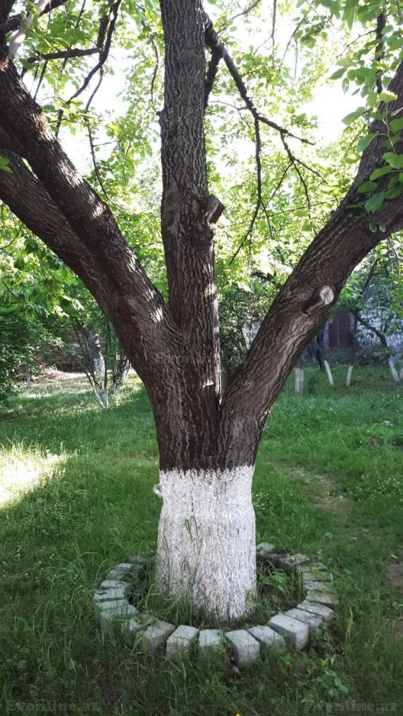 Kirayə verilir 3 otaqlı Həyət evi 60 m² Şəki - şəkil 13
