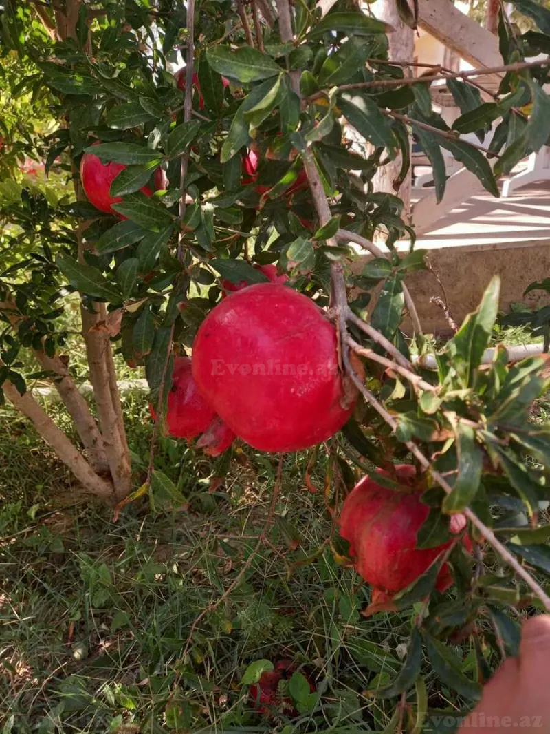 Satılır 4 otaqlı Həyət evi 142 m² Albalılıq - şəkil 21