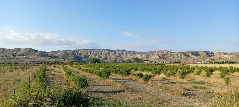 Satılır Torpaq 200 sot Göyçay - şəkil 4