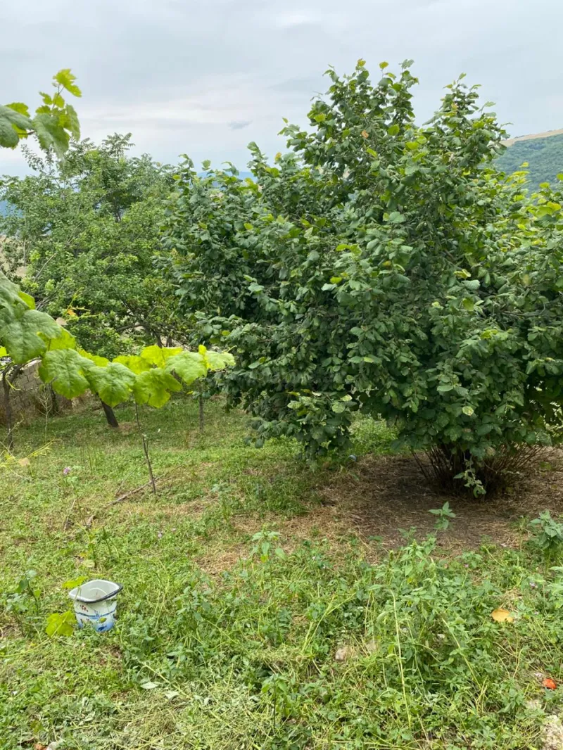 Satılır 3 otaqlı Həyət evi 80 m² Şamaxı - şəkil 3
