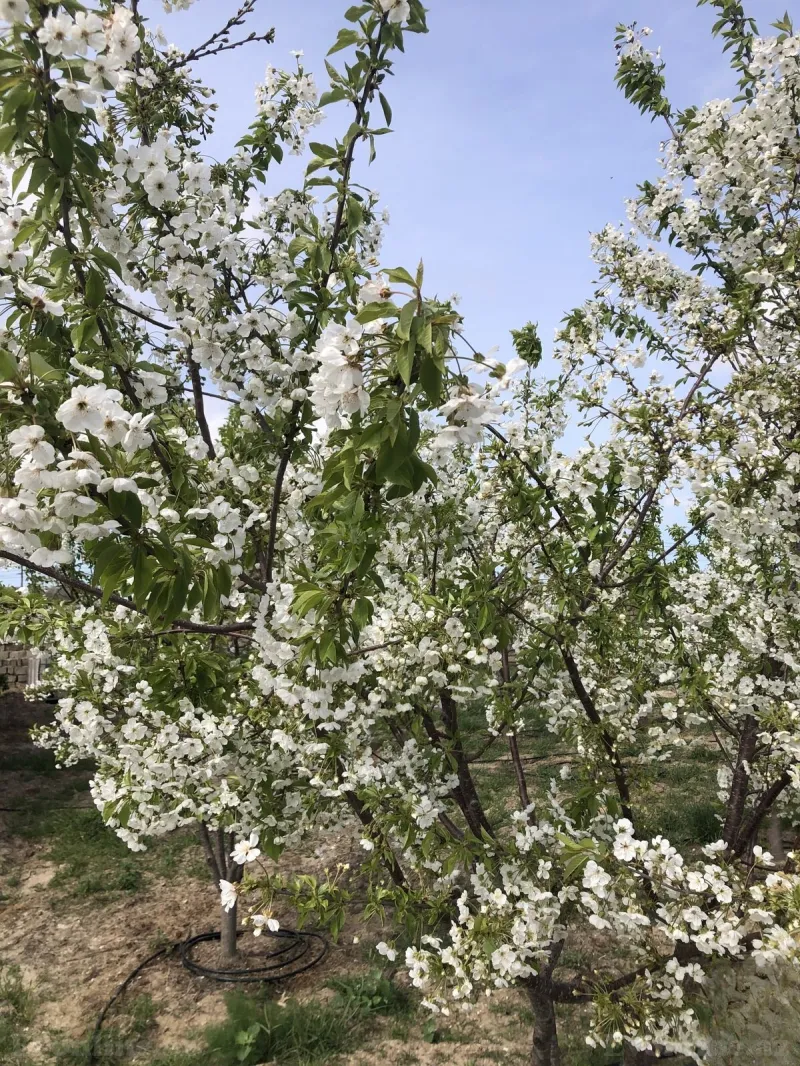 Satılır 4 otaqlı Həyət evi 161 m² Türkan - şəkil 8