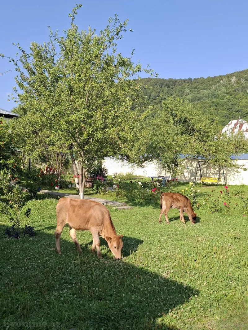 Kirayə verilir 3 otaqlı Həyət evi 150 m² Qəbələ - şəkil 5