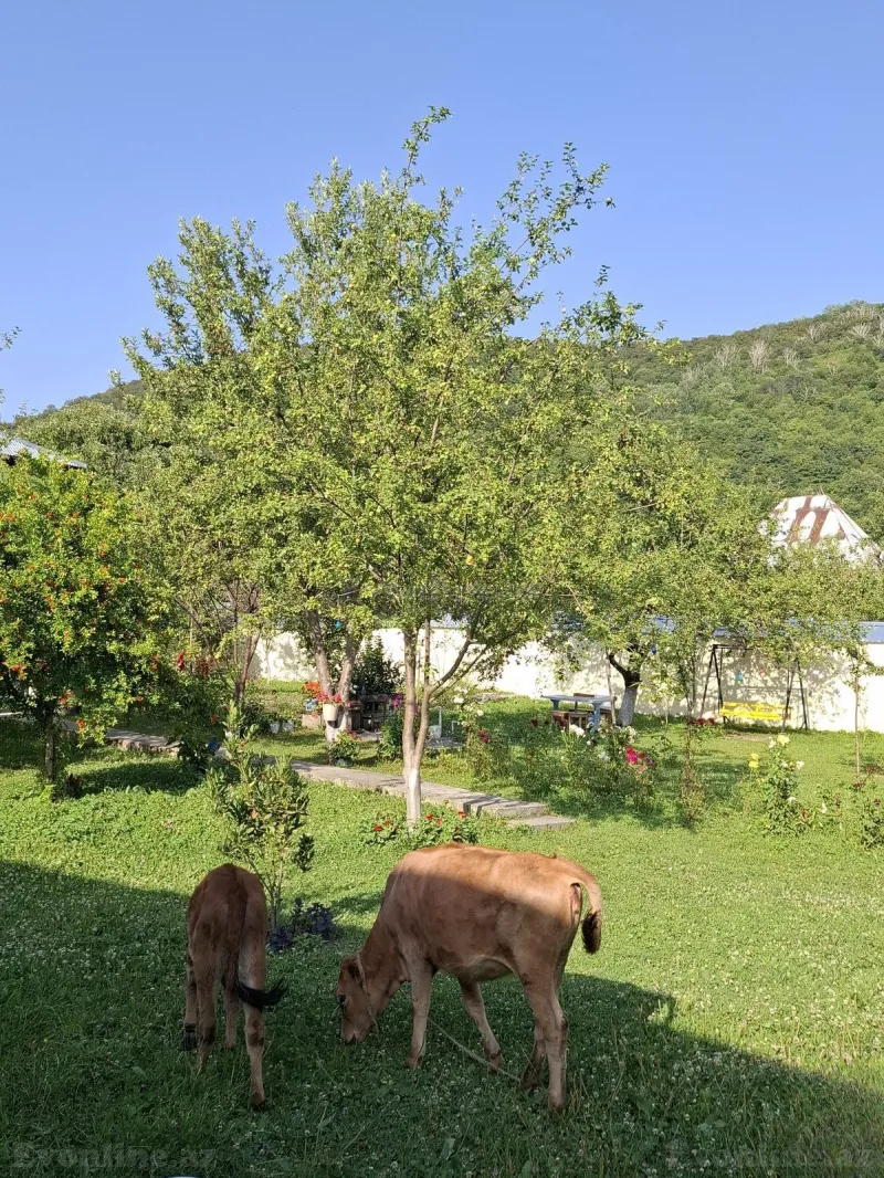 Kirayə verilir 3 otaqlı Həyət evi 150 m² Qəbələ - şəkil 6