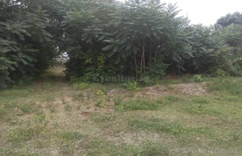 Satılır Torpaq 204 sot Xaçmaz - şəkil 17