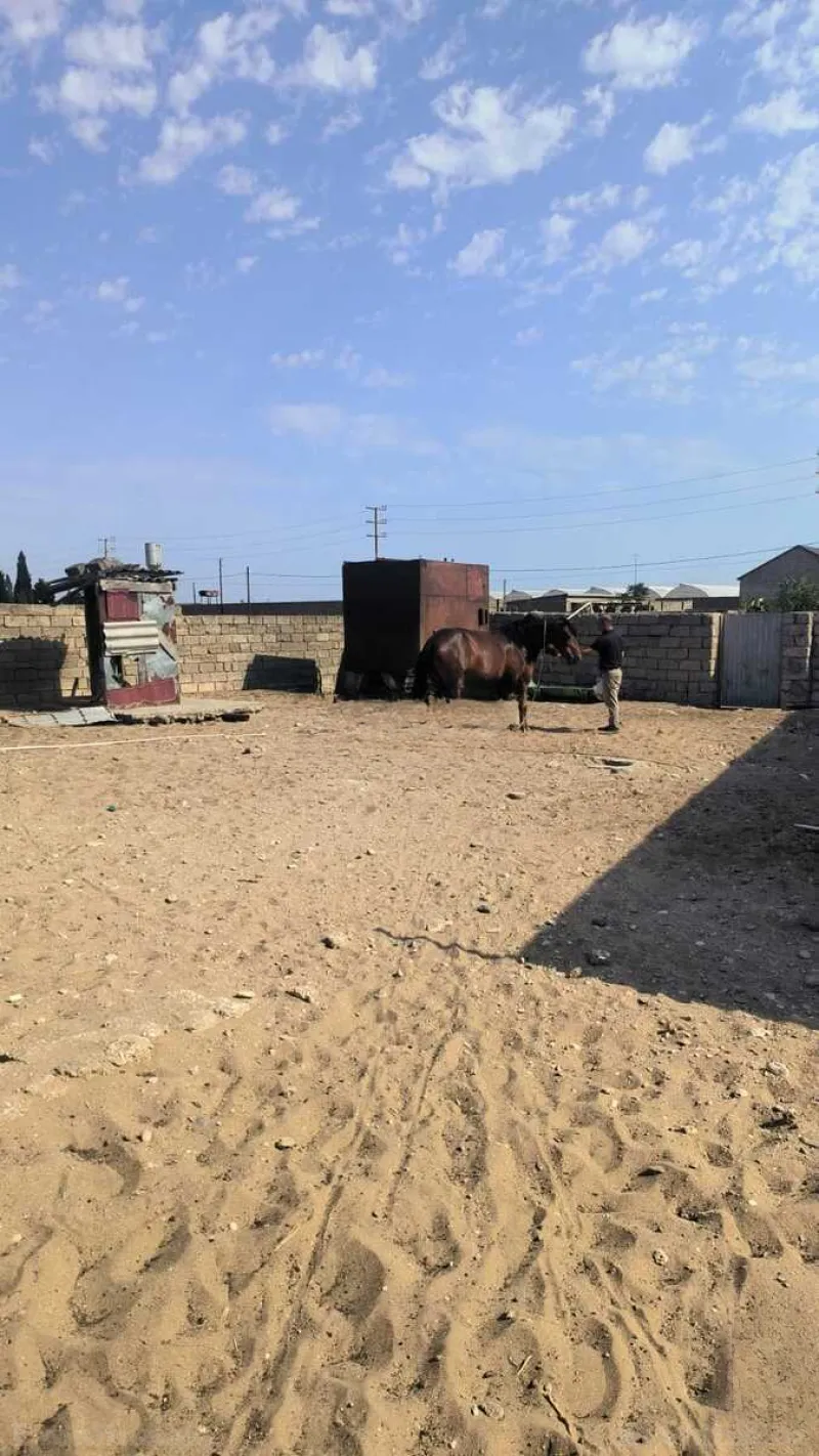 Satılır Torpaq 30 sot Qala - şəkil 6