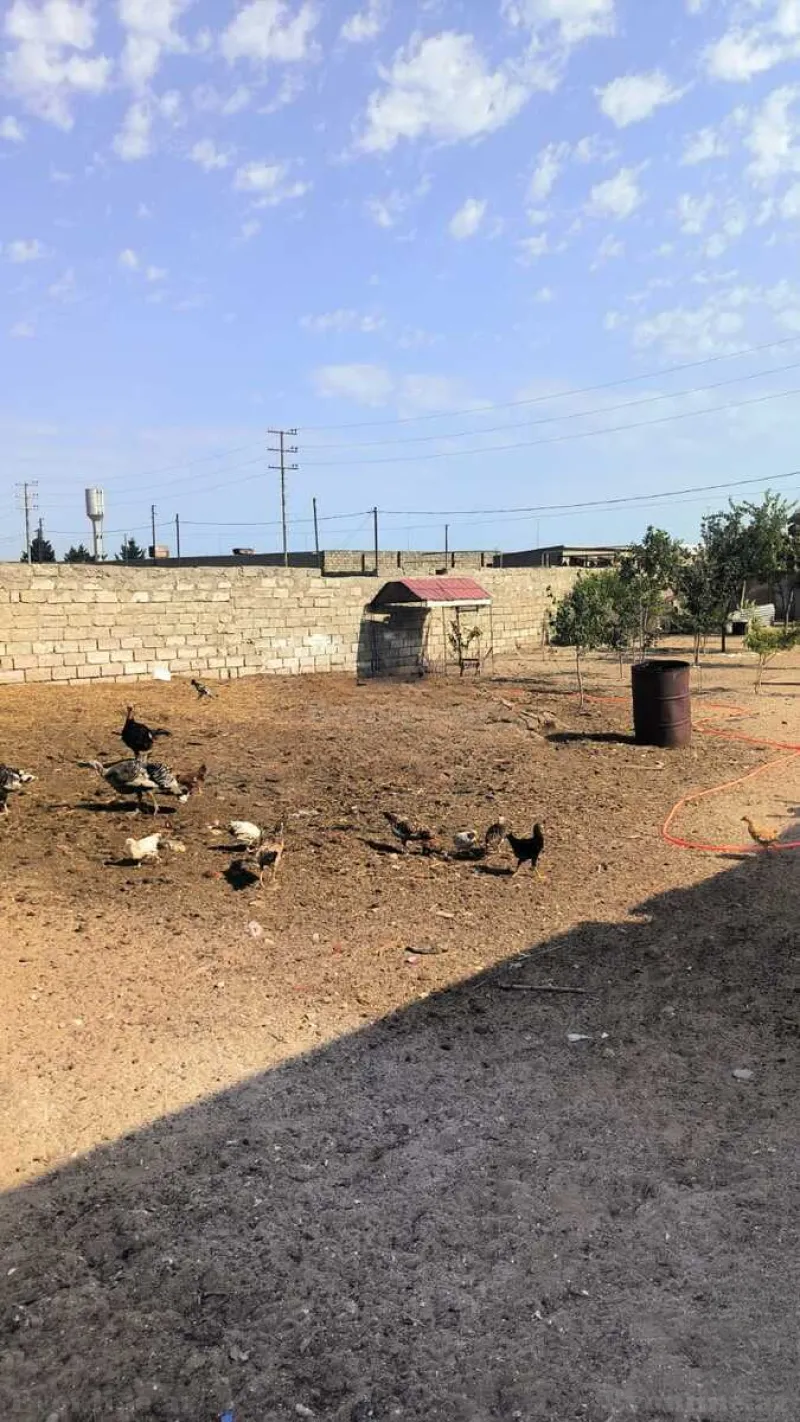 Satılır Torpaq 30 sot Qala - şəkil 10