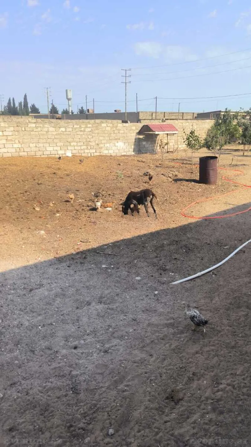 Satılır Torpaq 30 sot Qala - şəkil 15