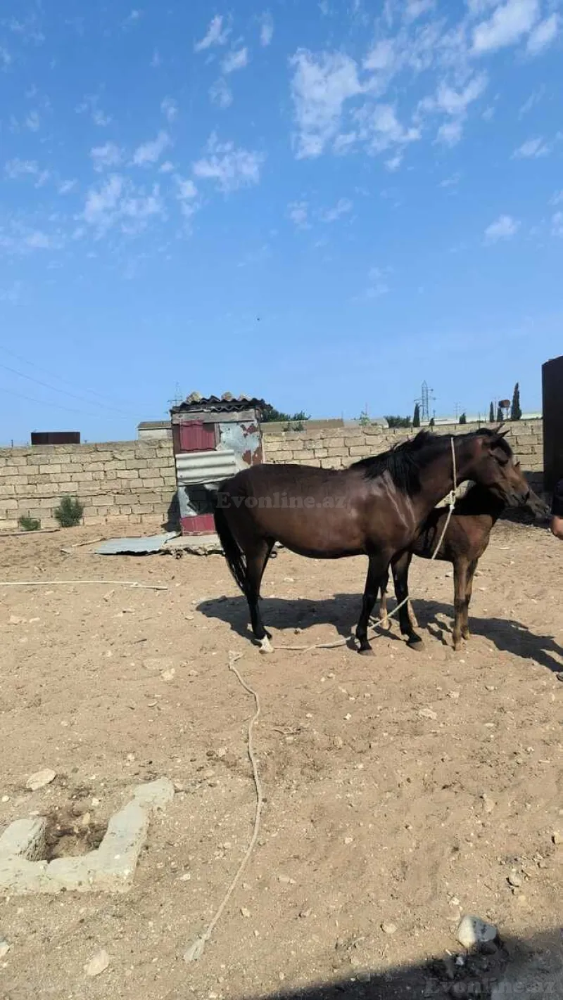 Satılır Torpaq 30 sot Qala - şəkil 21