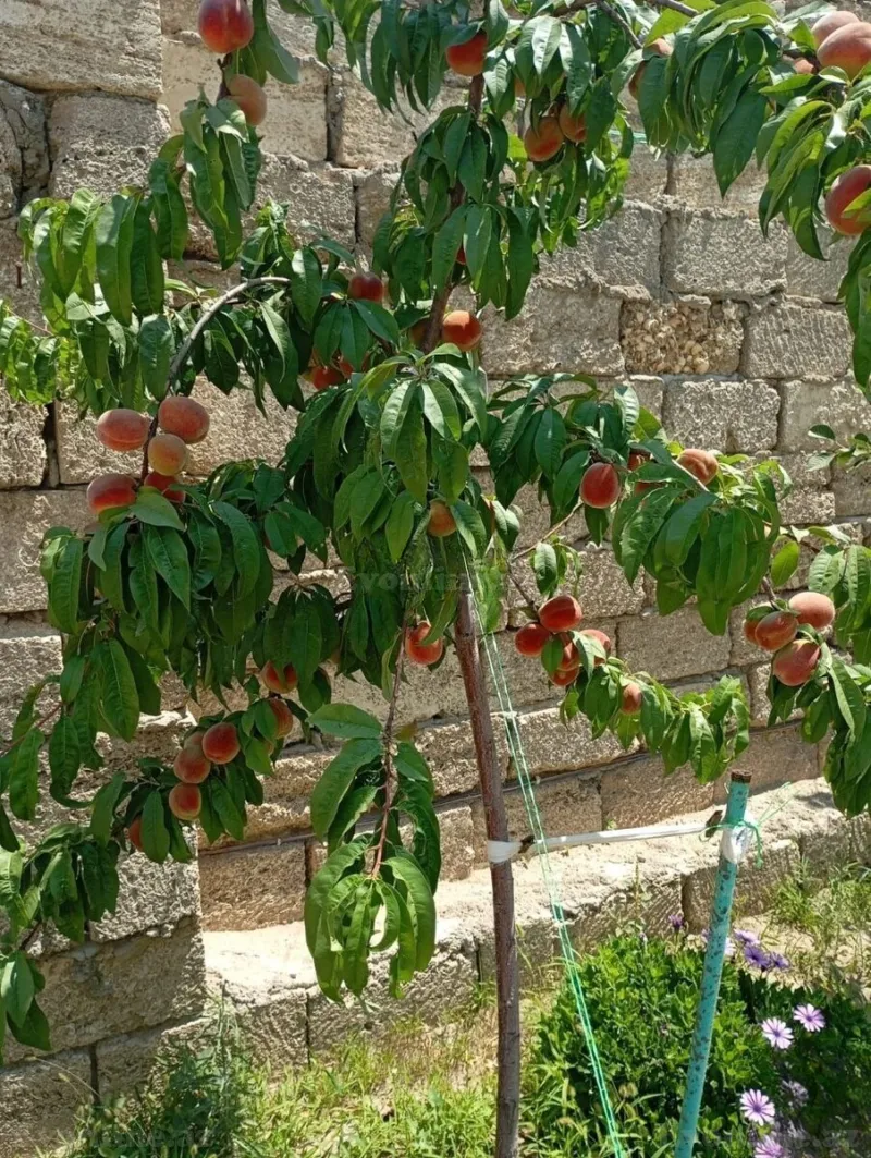 Satılır 3 otaqlı Həyət evi 90 m² Maştağa - şəkil 16
