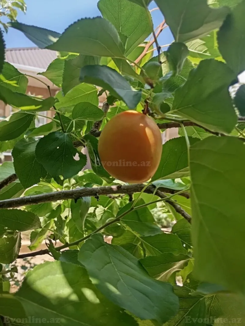 Satılır 3 otaqlı Həyət evi 90 m² Maştağa - şəkil 17