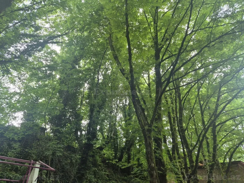 Satılır Torpaq 6 sot İsmayıllı