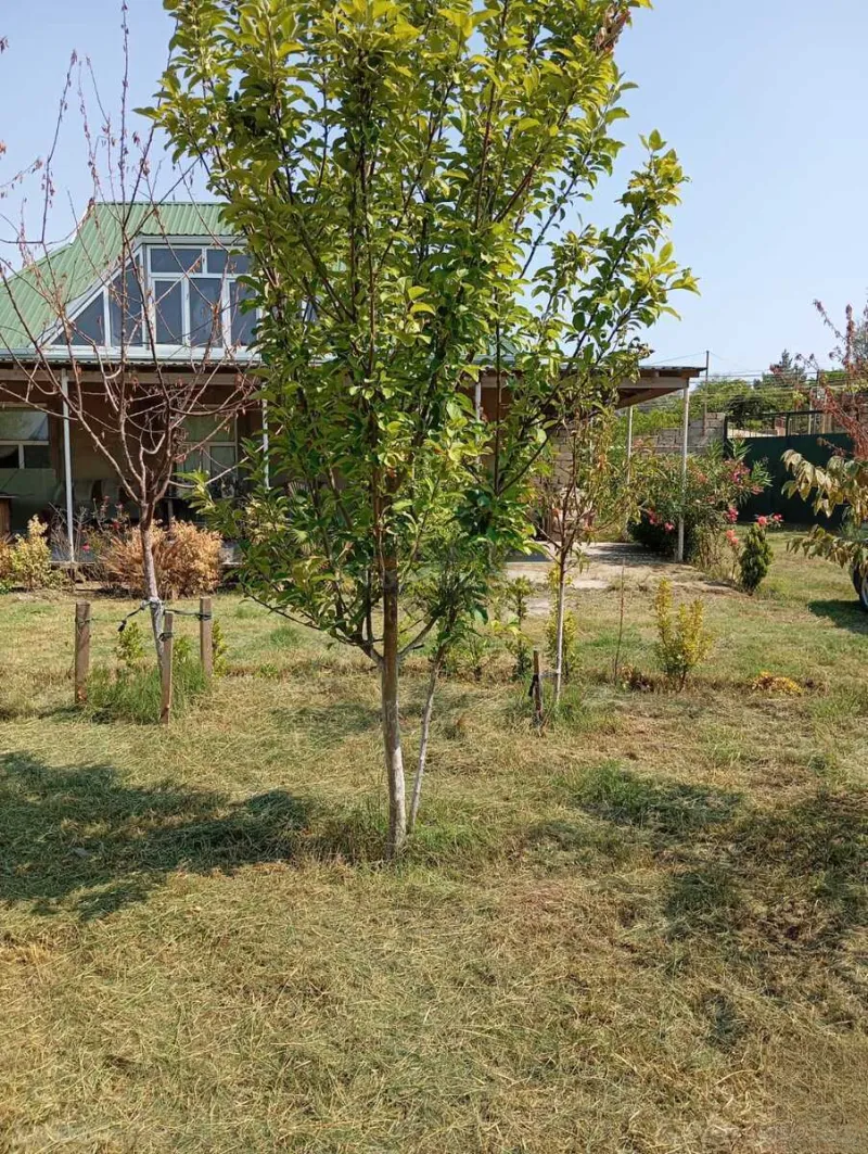 Satılır Torpaq 12 sot Nardaran - şəkil 22