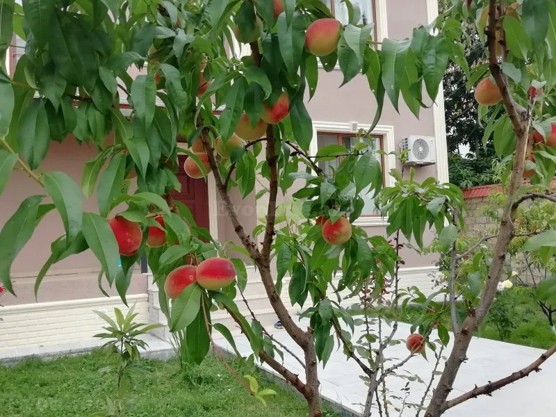 Kirayə verilir 4 otaqlı Həyət evi 130 m² Qəbələ - şəkil 22