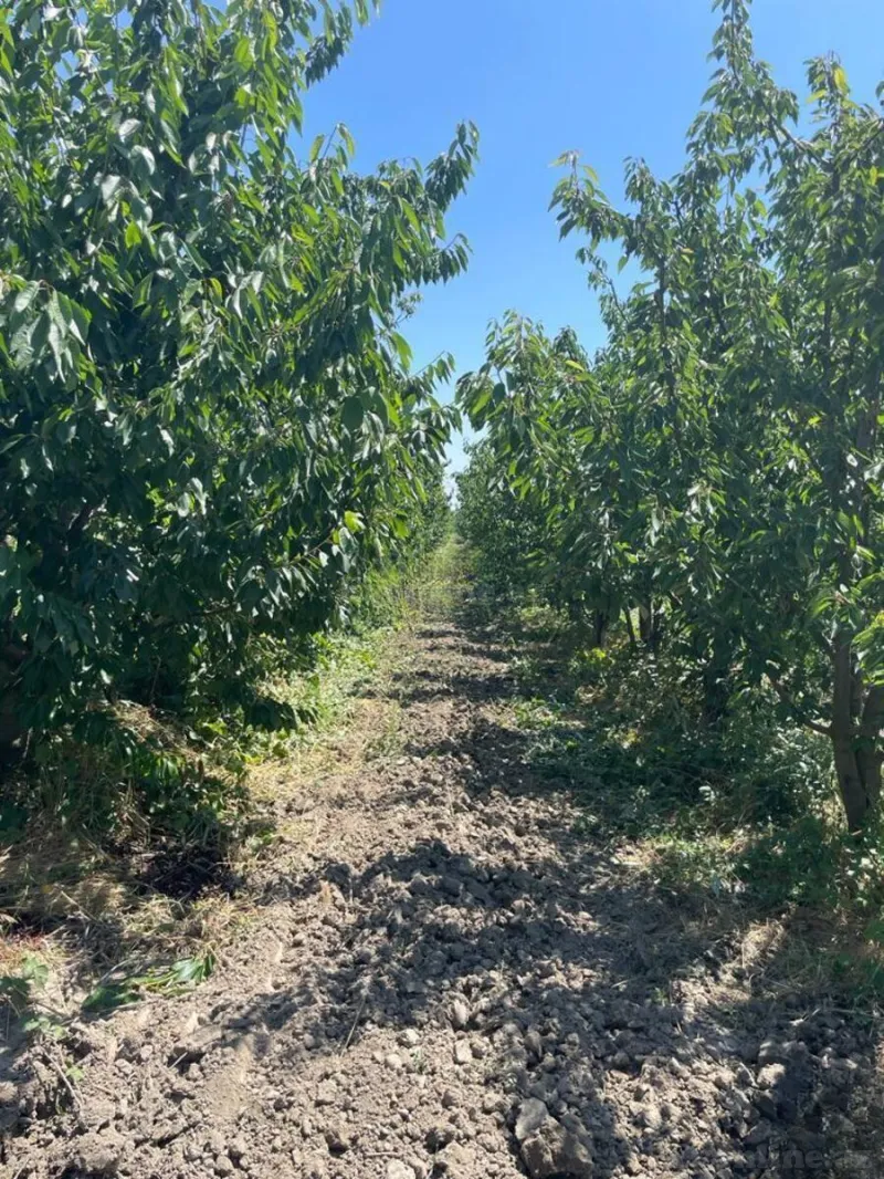 Satılır Obyekt 250000 m² Quba - şəkil 2